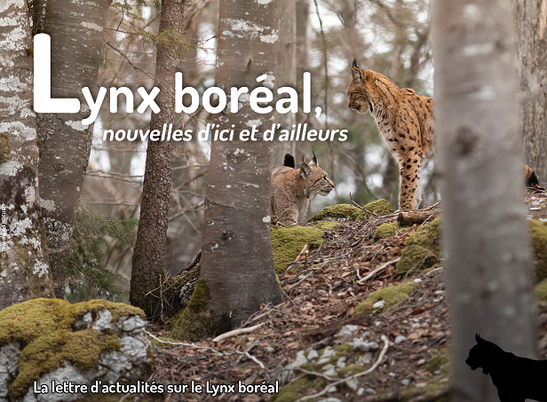 Lynx © Véronique Frochot