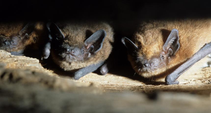 Pipistrelles communes © Laurent Arthur