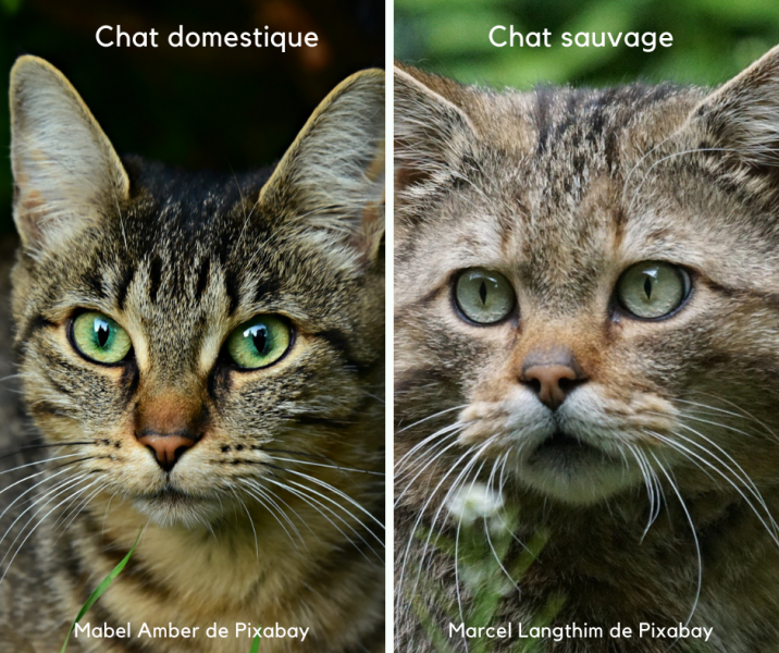 Chat domestique / Chat sauvage