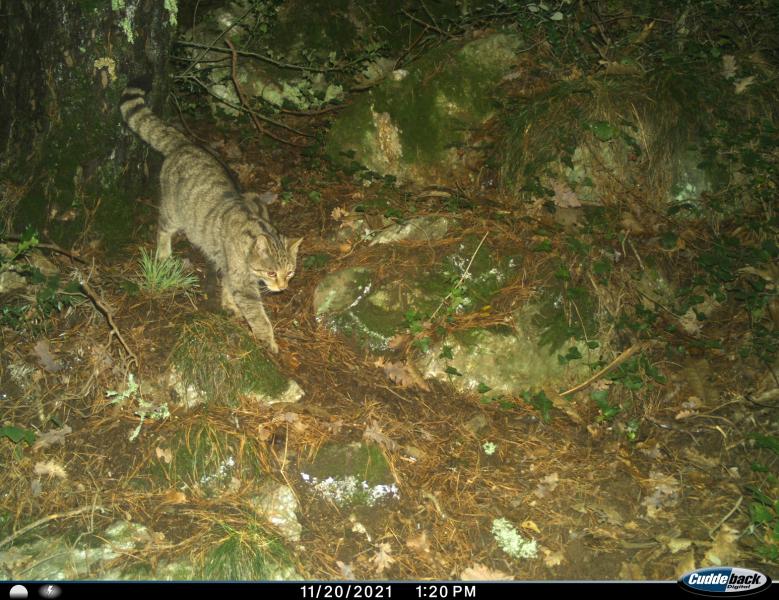 Chat forestier - Maxime BELAUD - Nature en Occitanie