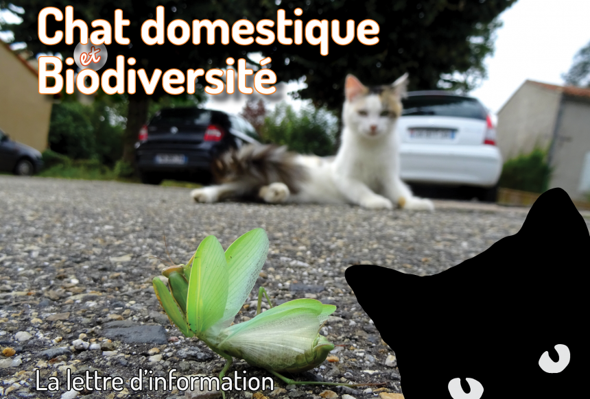 Chat-ManteReligieuse-JCBoisguerin Chat-ManteReligieuse-JCBoisguerin