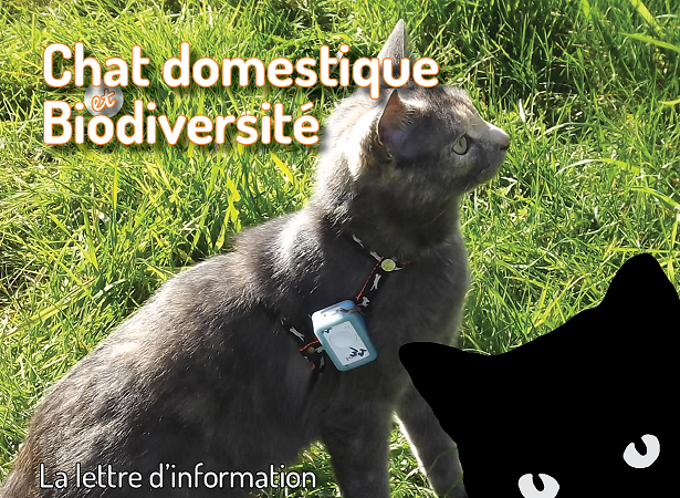 Chat équipé d'une balise - Coralie Bonjean Chat équipé d'une balise - Coralie Bonjean