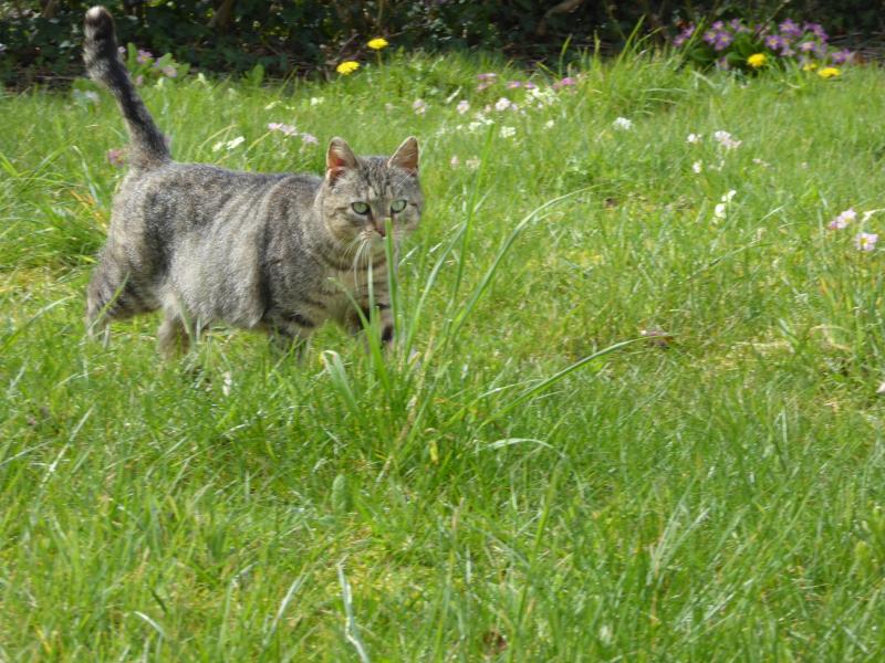 Chat domestique - P. Bourdon