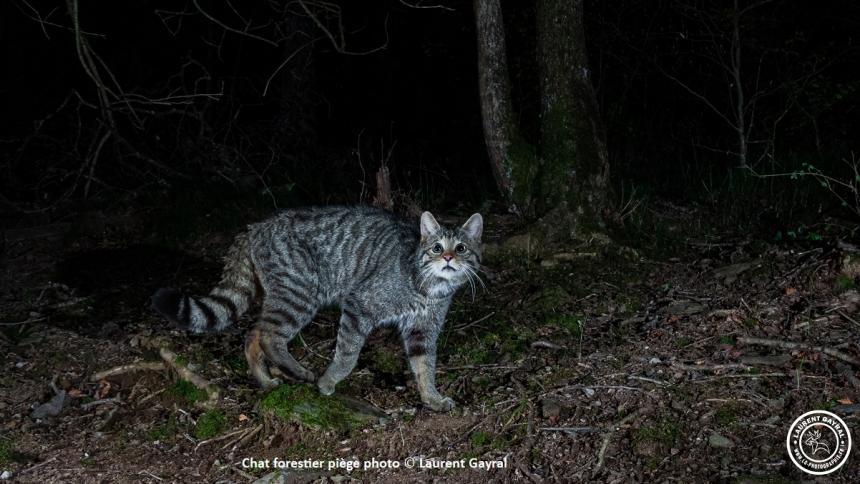 Chat_forestier_piege_photo_Laurent_Gayral