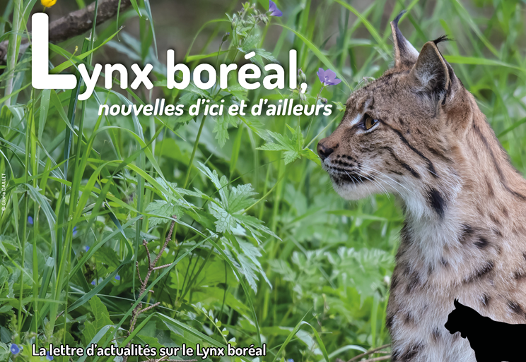 Lettre d'actualités "Lynx boréal, nouvelles d'ici et d'ailleurs"- n°18