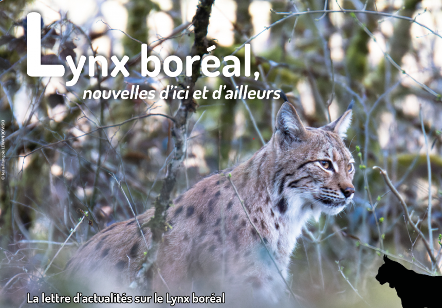 Lettre d'actualités "Lynx boréal, nouvelles d'ici et d'ailleurs"- n°15-vignette Lettre d'actualités "Lynx boréal, nouvelles d'ici et d'ailleurs"- n°15-vignette