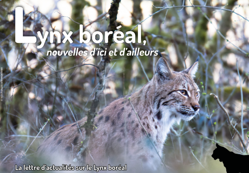 Lettre d'actualités "Lynx boréal, nouvelles d'ici et d'ailleurs"- n°15-vignette