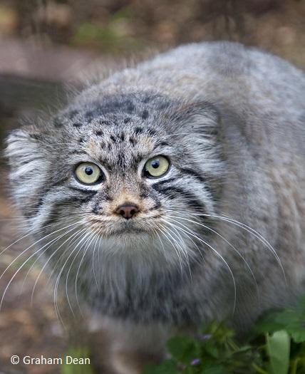 © Graham_Dean_Octocolobus_manul