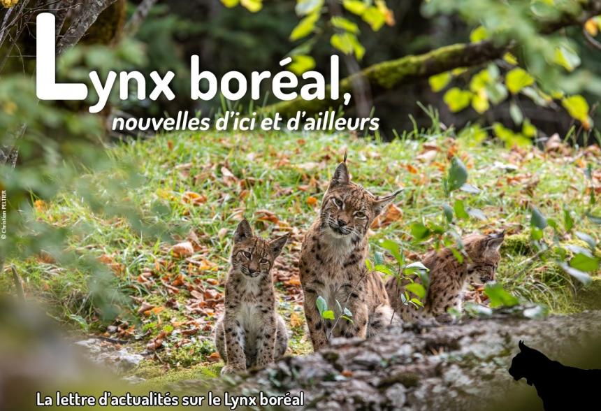Lettre d'actualités "Lynx boréal, nouvelles d'ici et d'ailleurs"- n°19 Lettre d'actualités "Lynx boréal, nouvelles d'ici et d'ailleurs"- n°19