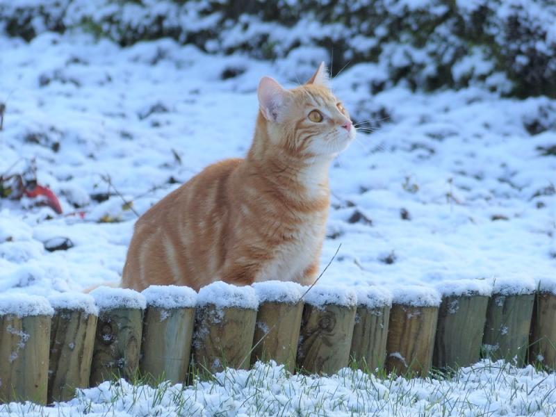 Protéger les oiseaux au jardin – Stopminou contre les chats