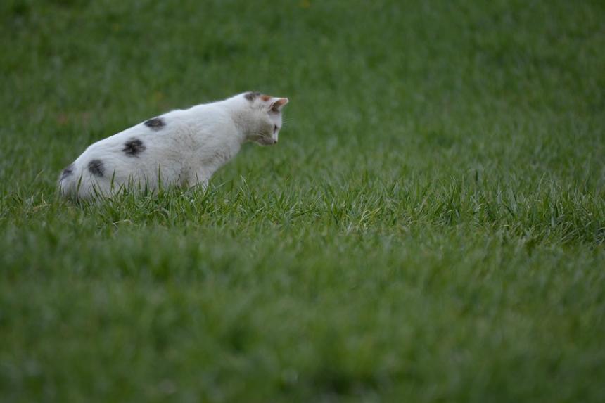 Chat domestique en chasse - Nathalie de Lacoste