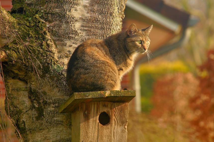 Chat domestique - Pixabay Chat domestique - Pixabay