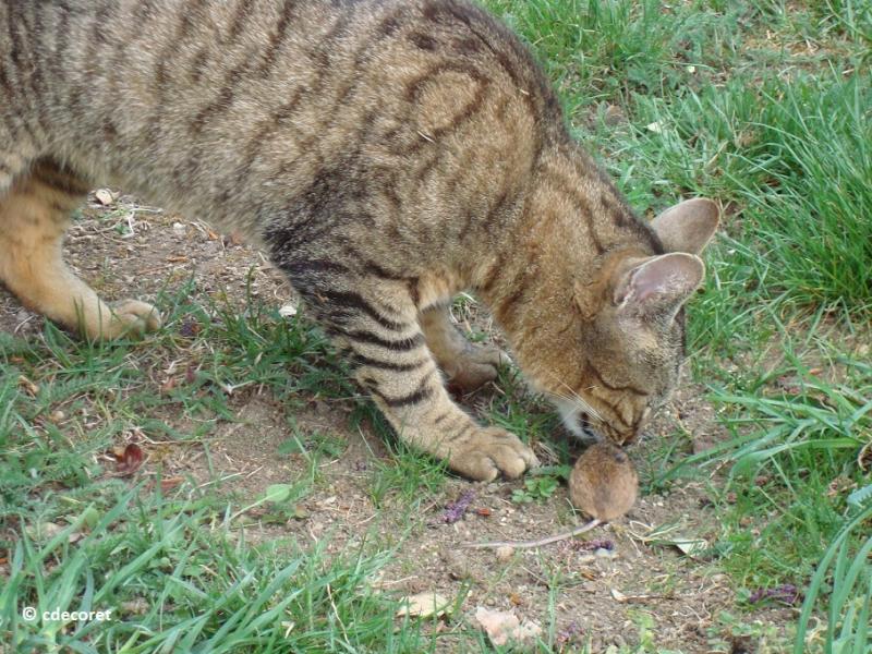 Chat de cdecoret Chat de cdecoret