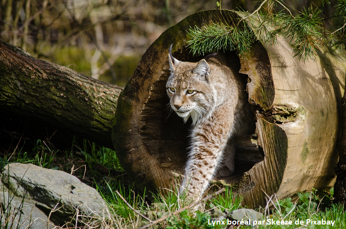 Lynx boréal - Skeeze de Pixabay Lynx boréal - Skeeze de Pixabay