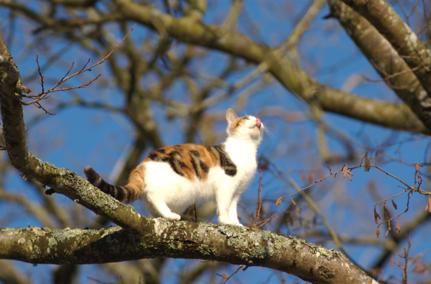 Chat domestique - V. Dedet