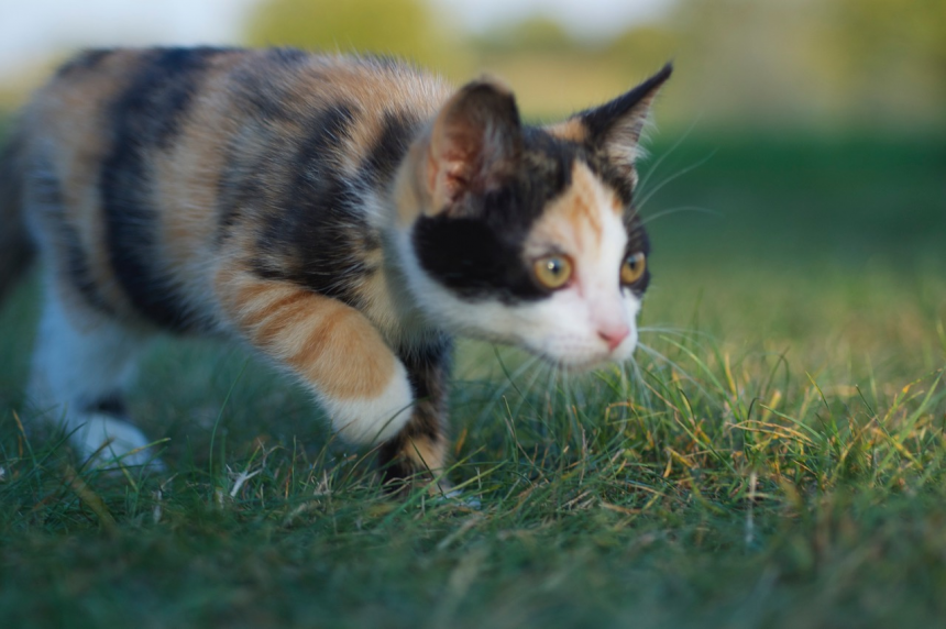 Chat domestique - V. Dedet Chat domestique - V. Dedet