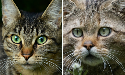 Chat domestique / Chat sauvage