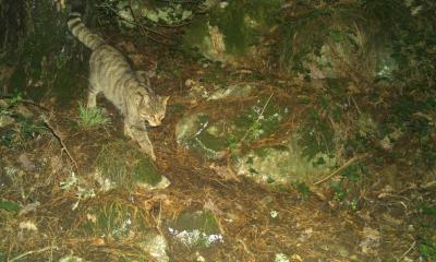 Chat forestier - Maxime BELAUD - Nature en Occitanie