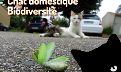 Chat-ManteReligieuse-JCBoisguerin