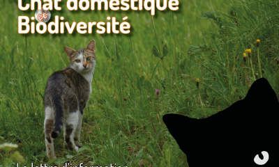 Lettre d'information Chat domestique et Biodiversité 11