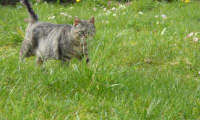 Chat domestique - P. Bourdon