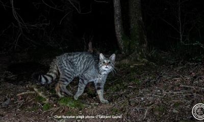 Chat_forestier_piege_photo_Laurent_Gayral