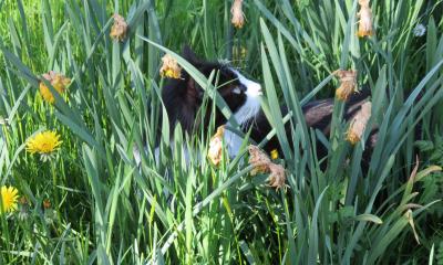 Chat domestique - JM Agasse