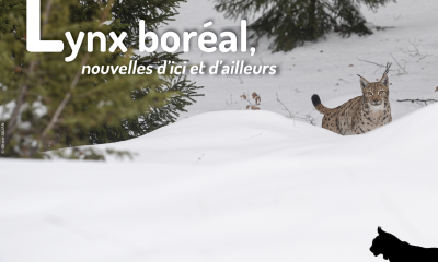 Lettre d'actualités "Lynx boréal, nouvelles d'ici et d'ailleurs"- n°12