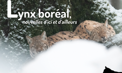 Lettre_Actus_Lynx_13_fev2023_SFEPM-NVillard