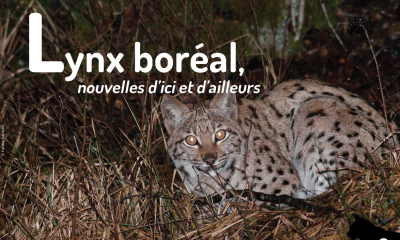 Couverture Feuille d'actualités Lynx n°2 - Patrice Raydelet