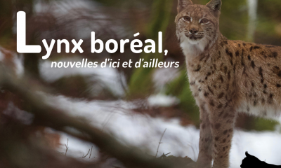 Couverture Lettre d'actualités Lynx n°3 - Didier Pépin