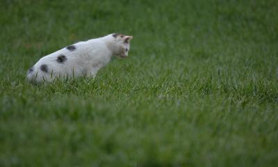 Chat domestique en chasse - Nathalie de Lacoste