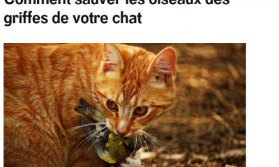 Reporterre_chat_oiseaux_fev2023