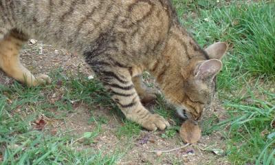Chat de cdecoret