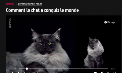 comment le chat a conquis le monde