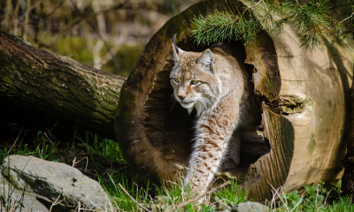 Lynx boréal - Skeeze de Pixabay