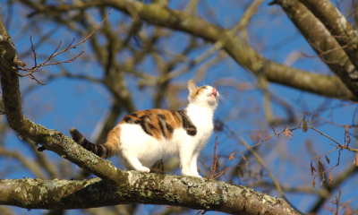 Chat domestique - V. Dedet