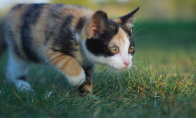 Chat domestique - V. Dedet