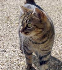 Chat domestique, de maison ou de gouttière, parfois considéré comme de type "européen" Chat domestique