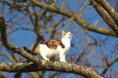 Chat perché - Vincent Dedet Chat perché - Vincent Dedet