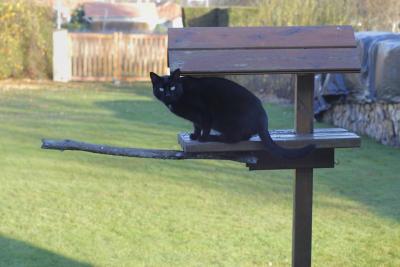 Protéger les oiseaux au jardin – Stopminou contre les chats