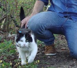 Chat domestique et son propriétaire Chat domestique et son propriétaire