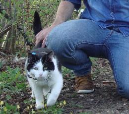 Chat domestique et son propriétaire