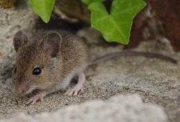 Mulot sylvestre, une proie courante des chats domestiques Mulot sylvestre, une proie courante des chats domestiques